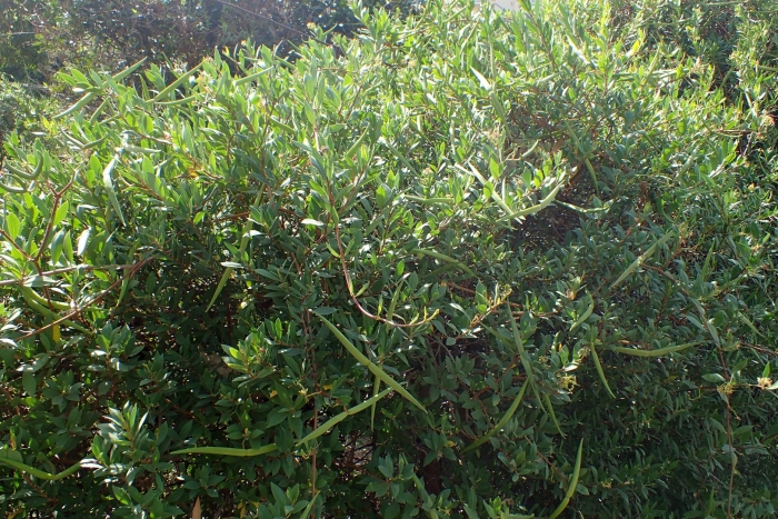 Periploca angustifolia