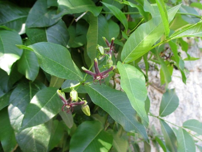 Обвойник лиана