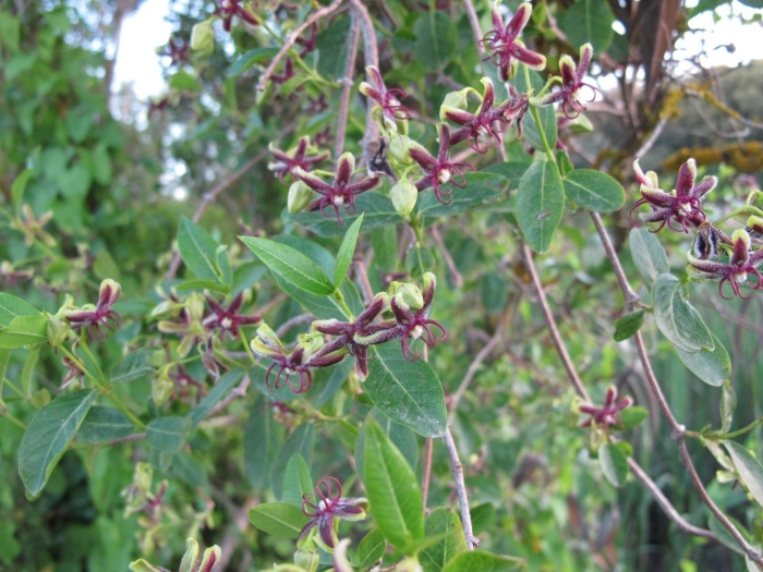 Обвойник греческий лиана