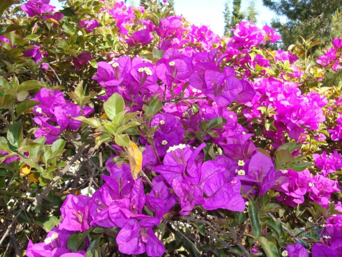 Бугенвиллия в греции