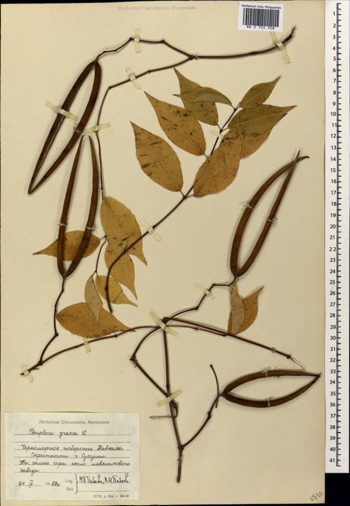 Caulophyllum robustum