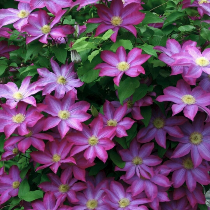 Клематис какио