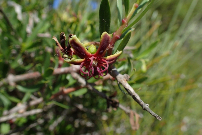 Goldbachia laevigata