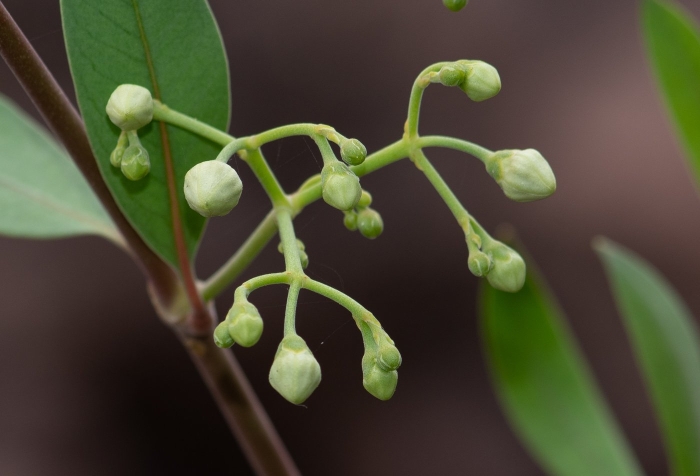 Актинидия бутоны