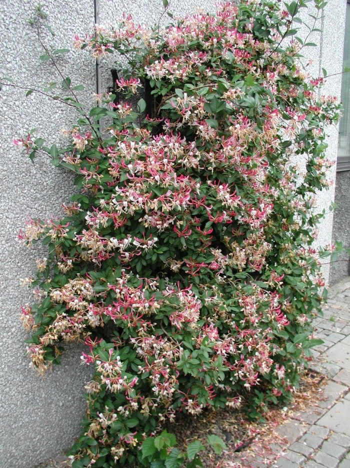 Жимолость вьющаяся серотина