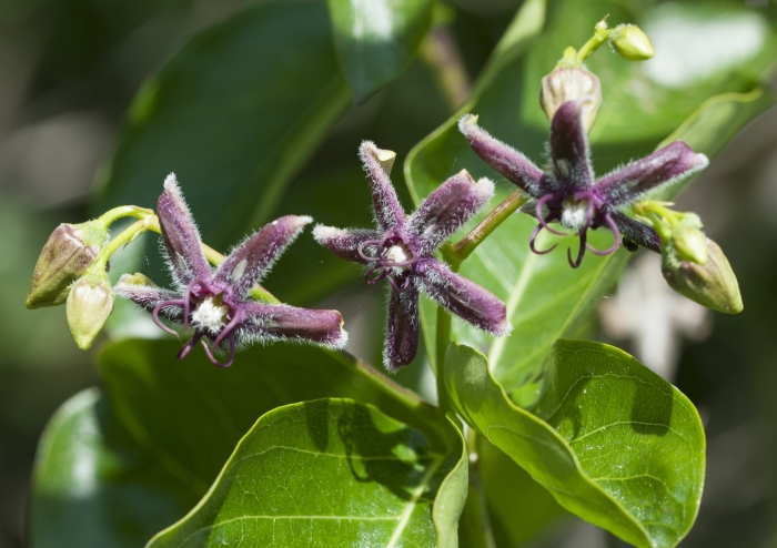 Обвойник греческий лиана