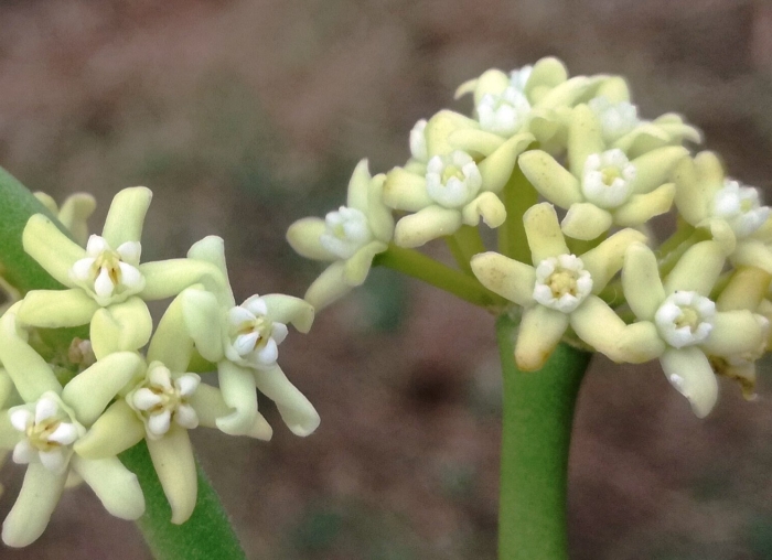 Cynanchum macrolobum