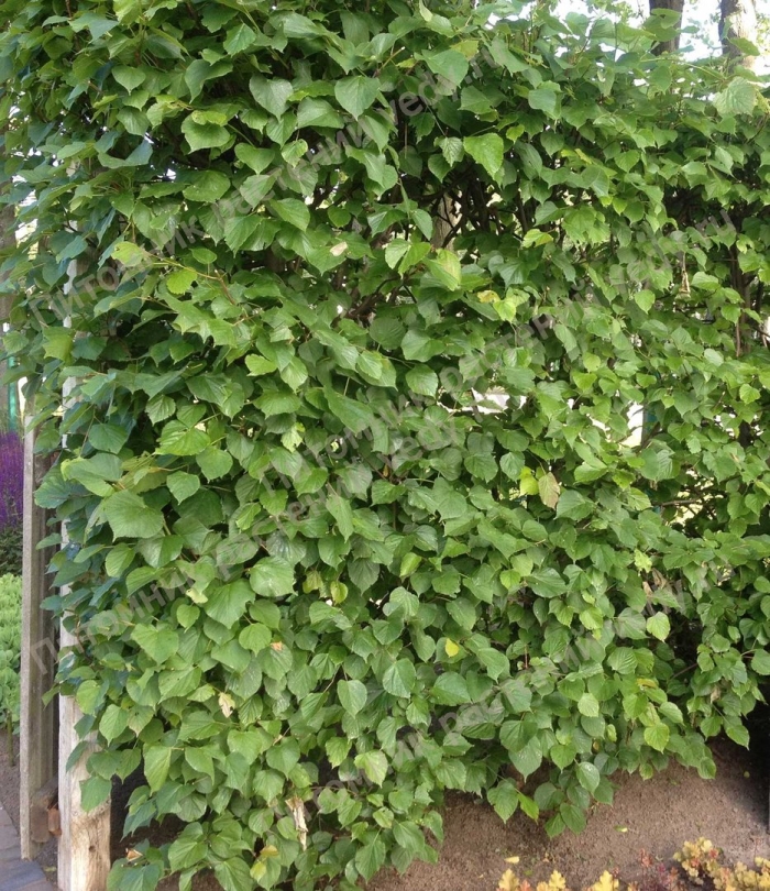 Лиана древогубец круглолистный