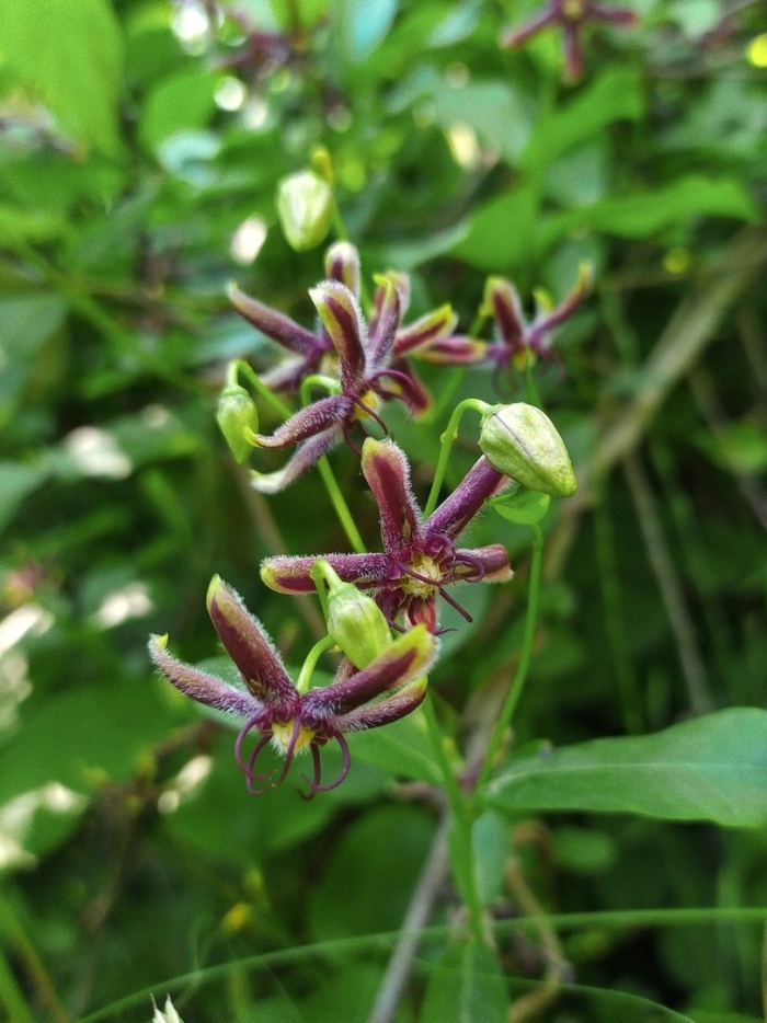 Обвойник заборный