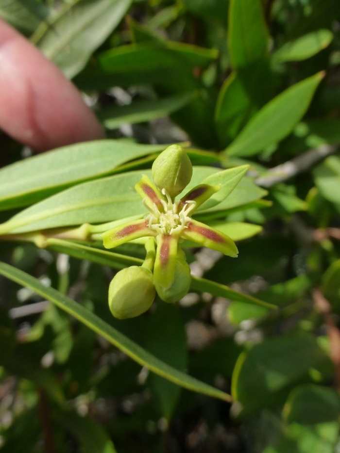 Ablattaria laevigata