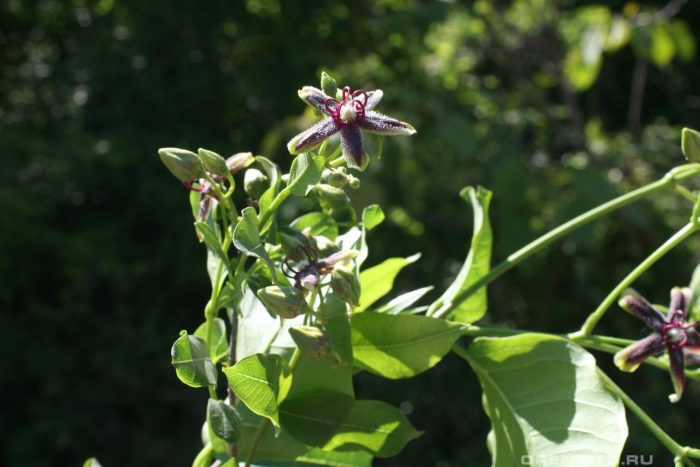 Обвойник лиана