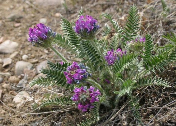 Oxytropis strobilacea