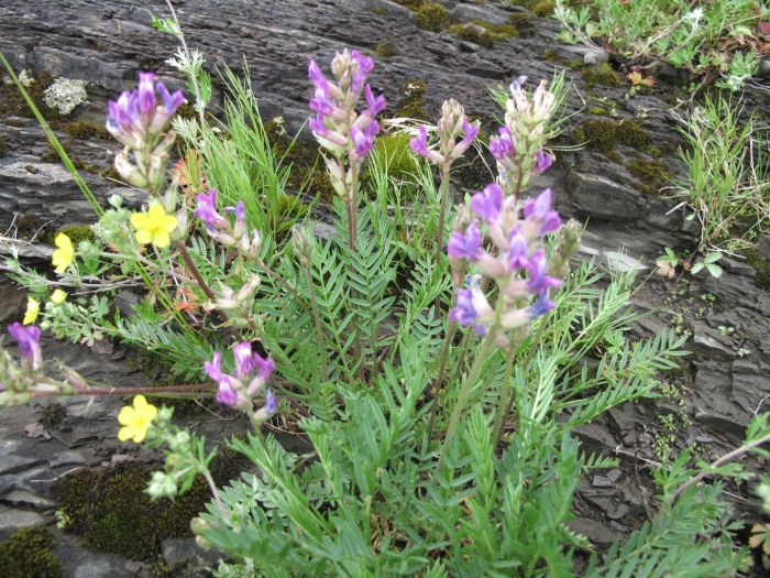 Остролодочник чуйский oxytropis tschujae