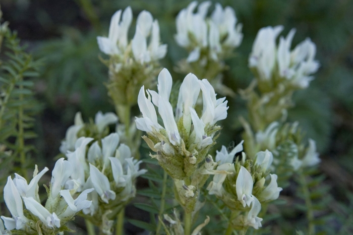 Астрагал цингера