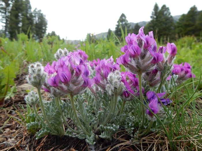 Остролодочник шершавый (oxytropis pilosa)