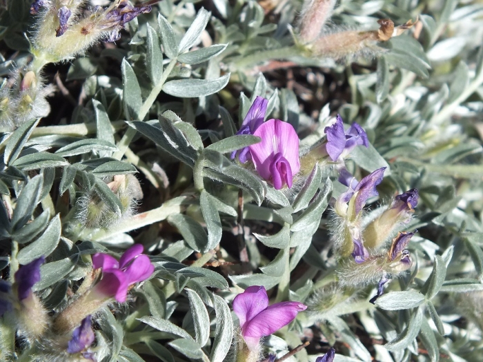 Oxytropis campestris