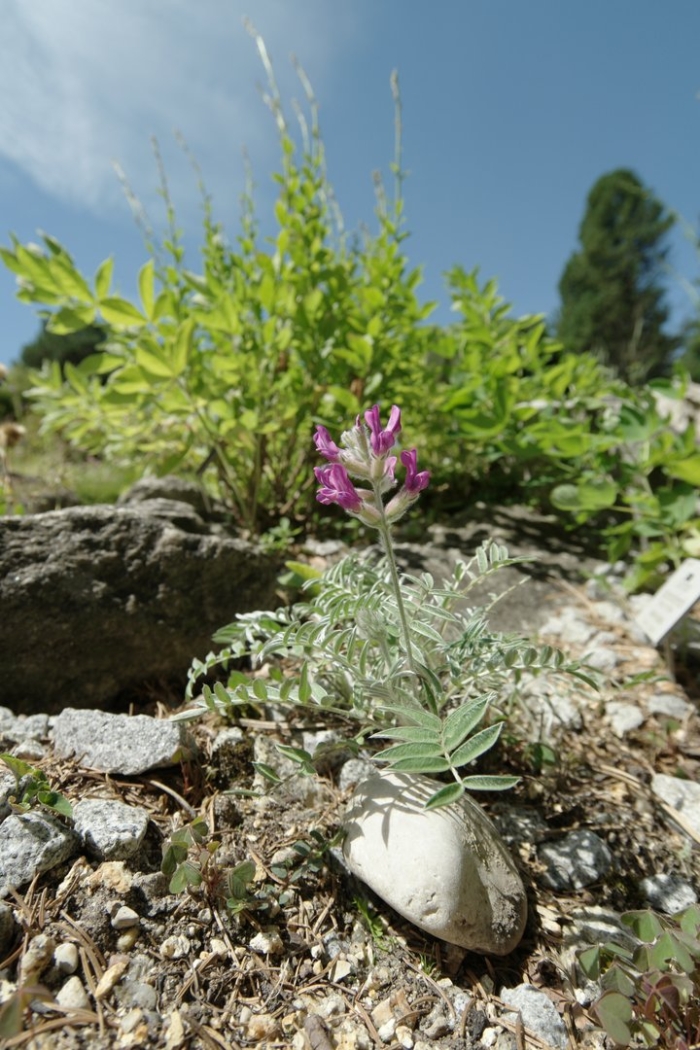 Остролодочник заключающий