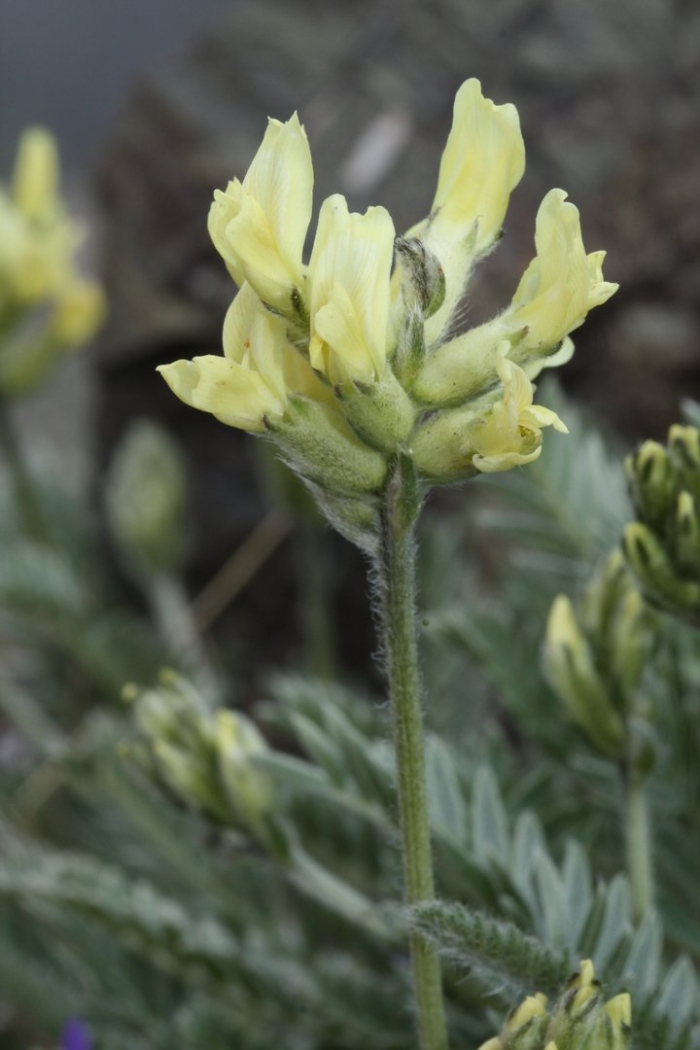 Oxytropis monticola