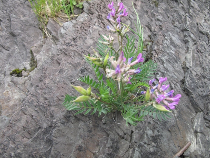 Oxytropis mertensiana