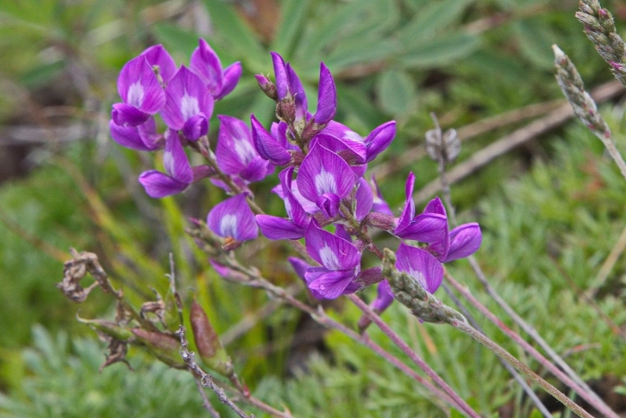 Oxytropis lambertii