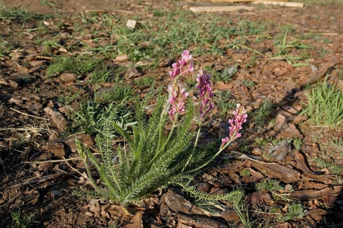 Остролодочник верхнеенисейский