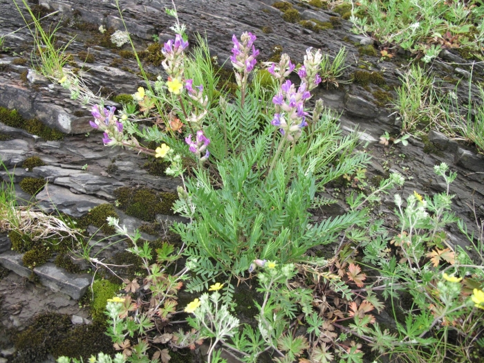 Oxytropis campestris