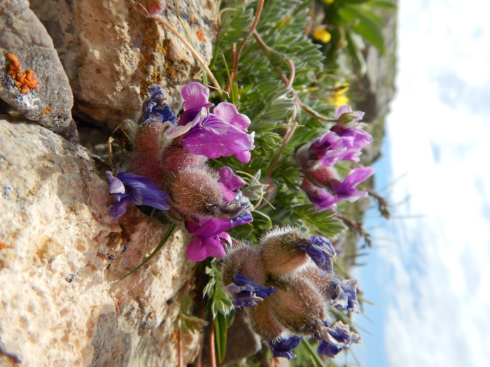 Остролодочник чукотский