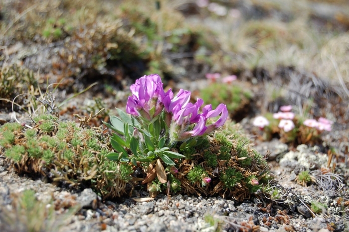 Остролодочник остров врангеля