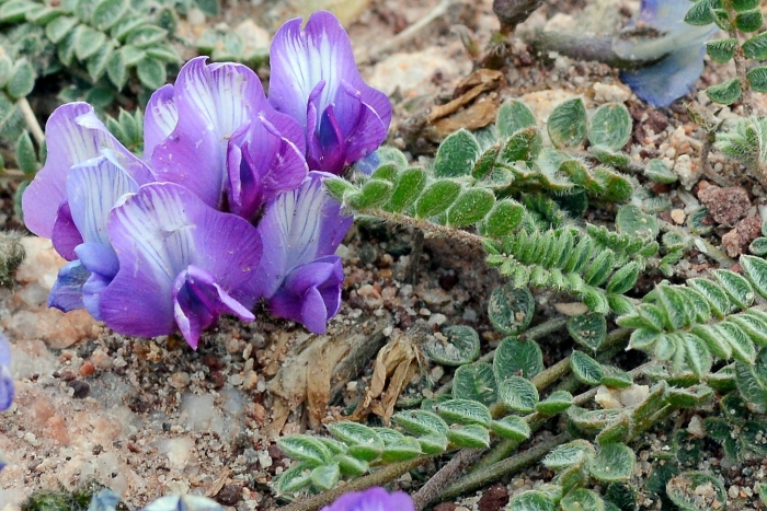 Astragalus arnottianus