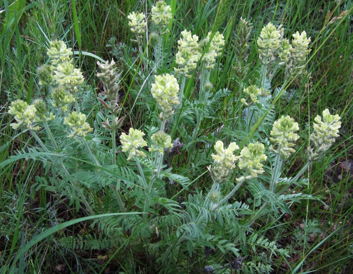 Астрагал шерстистый