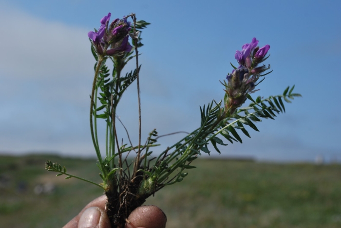 Astragalus onobrychis