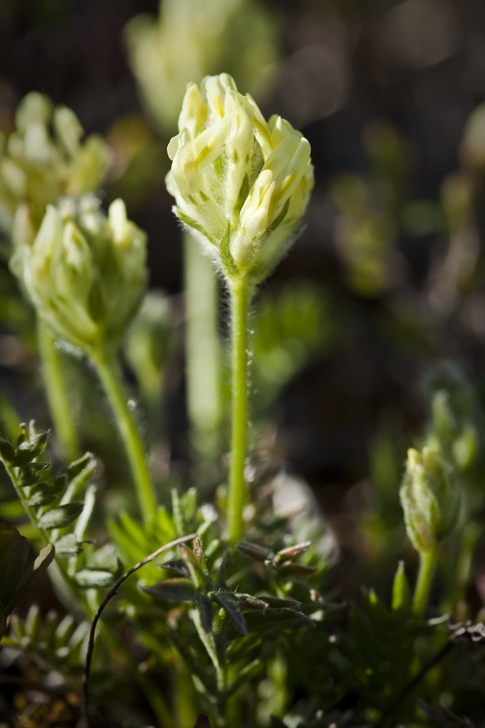 Остролодочник белоцветковый