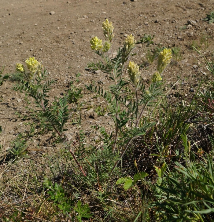 Остролодочник колосистый