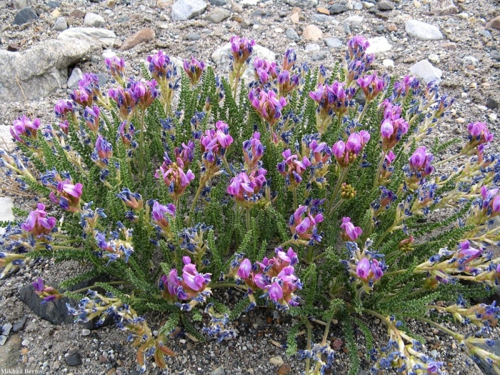 Oxytropis stenofoliola