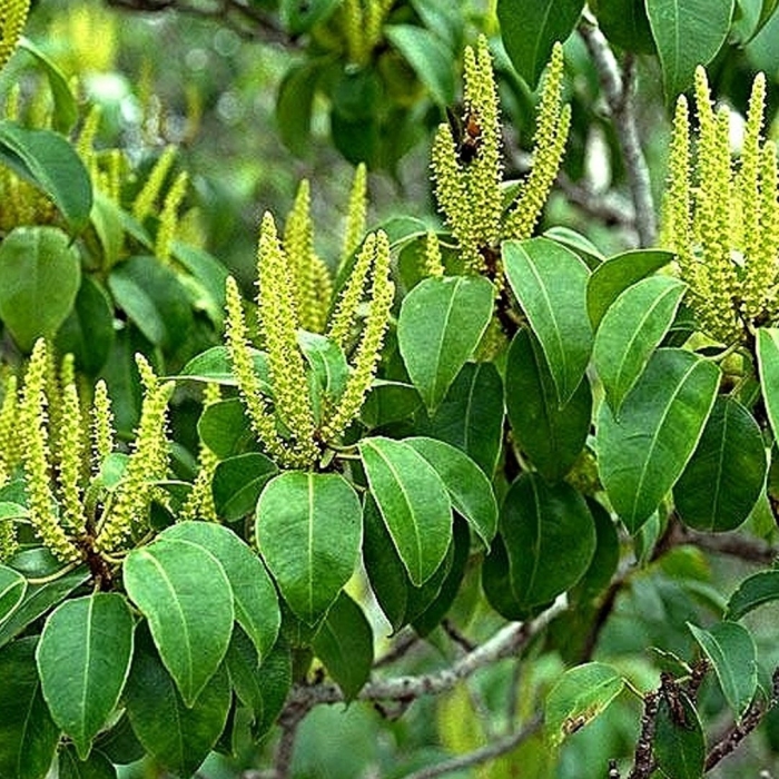 Aquilaria sinensis