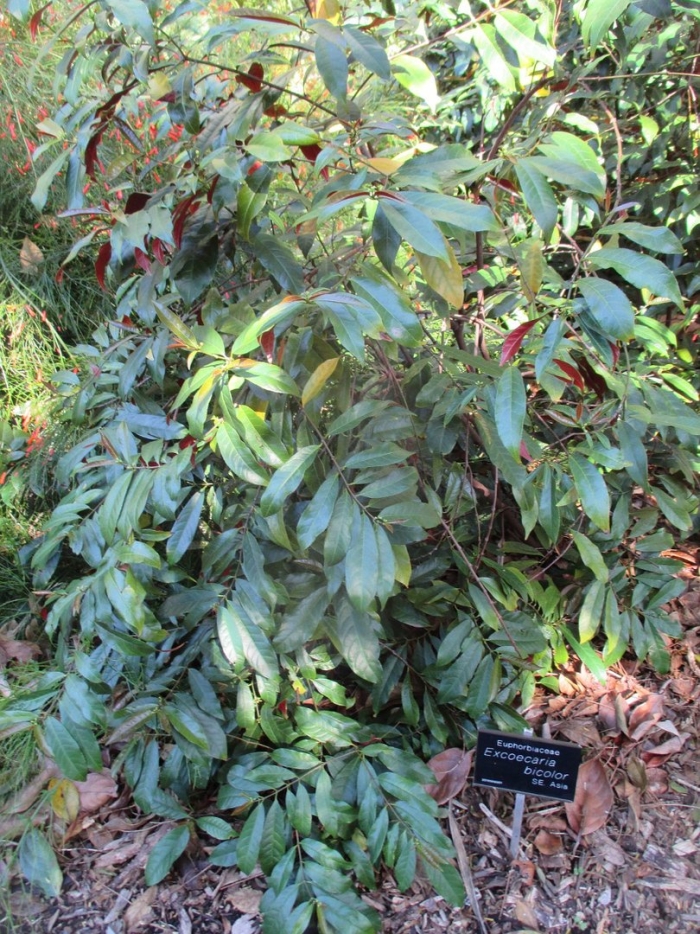 Illicium floridanum