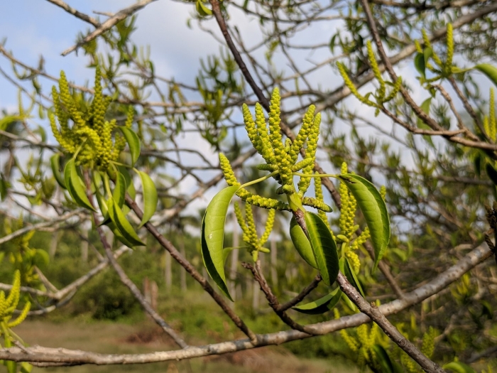 Мангровое дерево