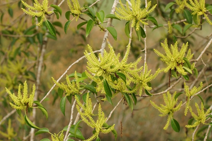 Агаллоховое дерево