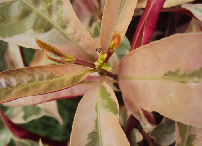 Кротон pictum spot