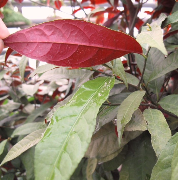 Комнатное растение