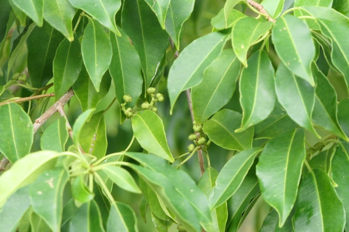 Excoecaria agallocha