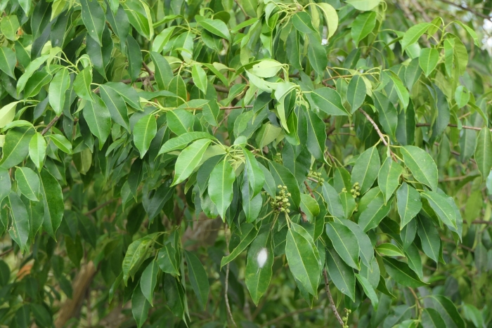 Cinnamomum zeylanicum дерево