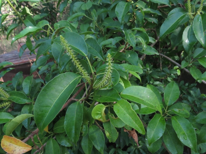 Excoecaria dallachyana