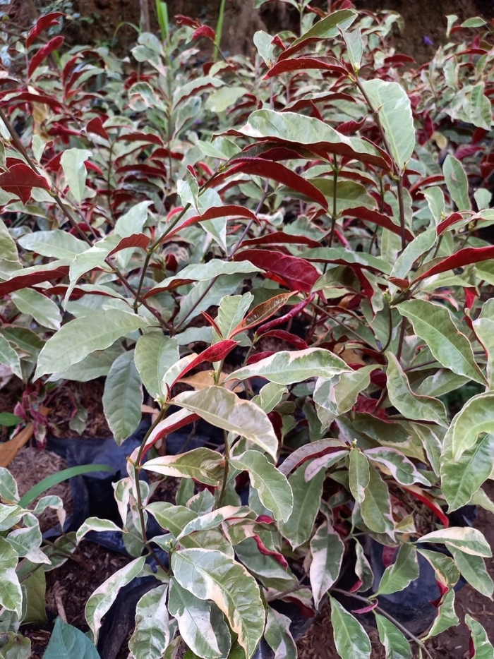 Экскокария биколор