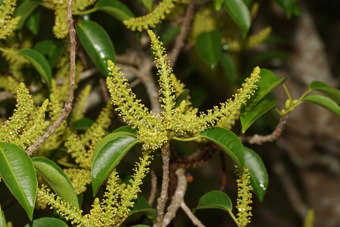 Терминалия великолепная