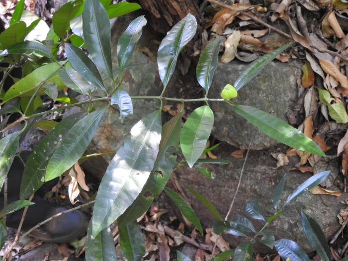 Alstonia macrophylla
