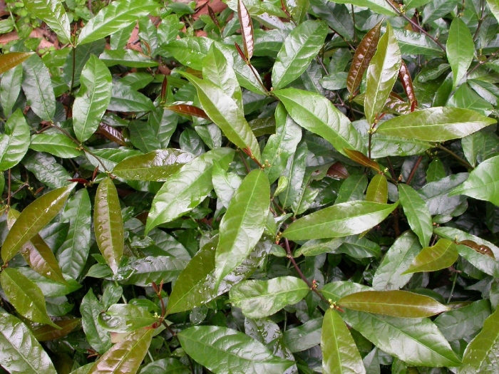 Лавровишня 'caucasica'