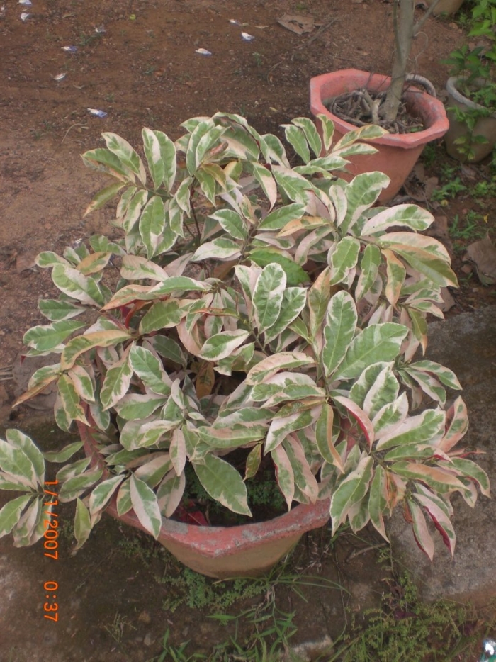 Экскокария вариегатная