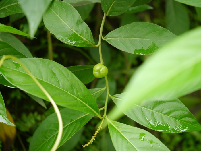 Cremastosperma yamayakatense