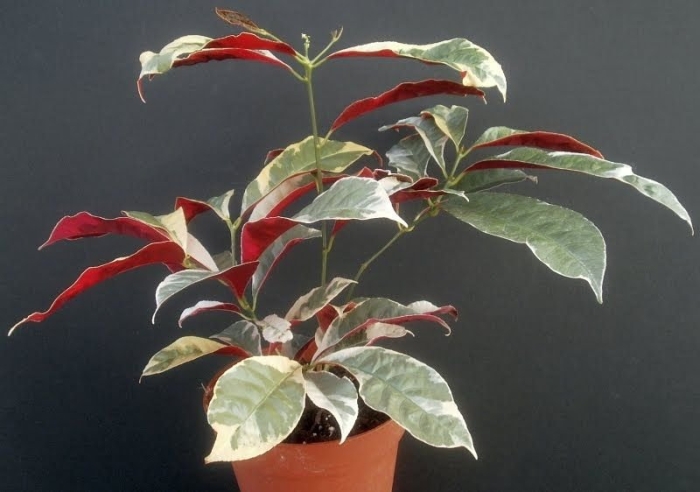 Graptophyllum pictum